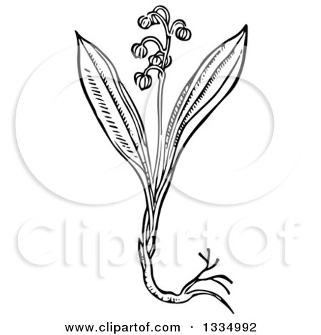Clipart of a Black and White Woodcut Herbal Medicinal Lily of the Valley Plant - Royalty Free Vector Illustration by Picsburg