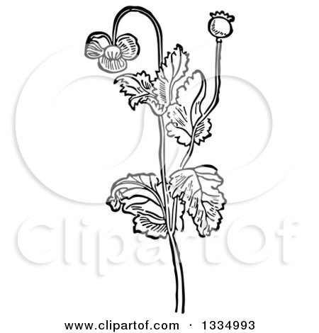 Clipart of a Black and White Woodcut Herbal Medicinal Opium Poppy Plant - Royalty Free Vector Illustration by Picsburg