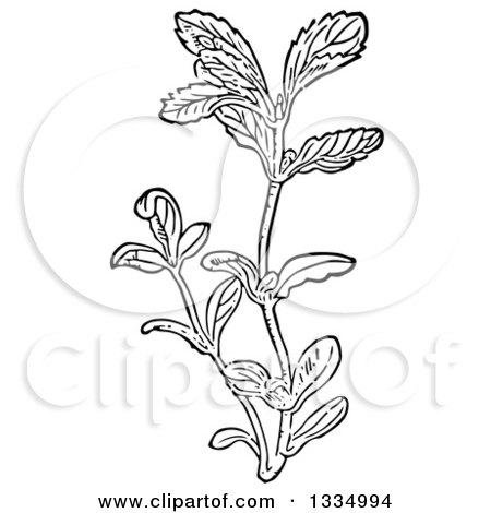 Clipart of a Black and White Woodcut Herbal Medicinal Pennyroyal Plant - Royalty Free Vector Illustration by Picsburg
