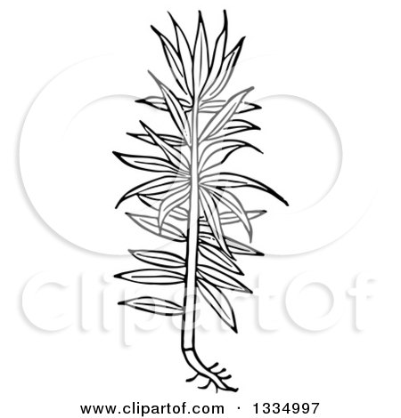 Clipart of a Black and White Woodcut Herbal Medicinal Spurge Plant - Royalty Free Vector Illustration by Picsburg