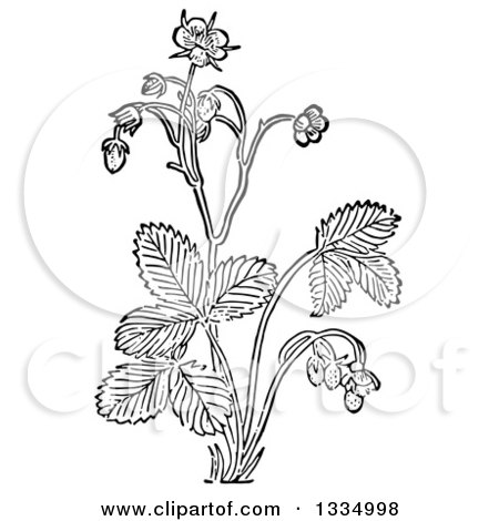 Clipart of a Black and White Woodcut Herbal Medicinal Wild Strawberry Plant - Royalty Free Vector Illustration by Picsburg