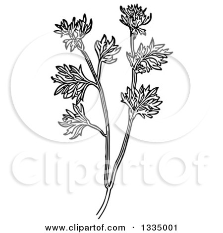 Clipart of a Black and White Woodcut Herbal Medicinal Wormwood Plant - Royalty Free Vector Illustration by Picsburg