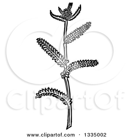 Clipart of a Black and White Woodcut Herbal Medicinal Yarrow Plant - Royalty Free Vector Illustration by Picsburg