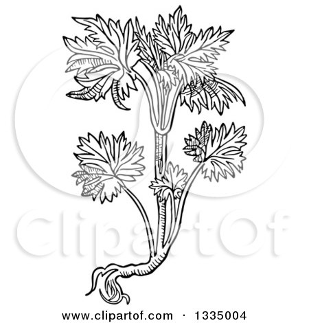 Clipart of a Black and White Woodcut Herbal Consolida Larkspur Plant - Royalty Free Vector Illustration by Picsburg