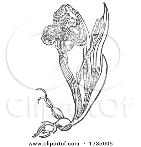 Clipart of a Black and White Woodcut Aromatic Herbal Iris Plant - Royalty Free Vector Illustration by Picsburg