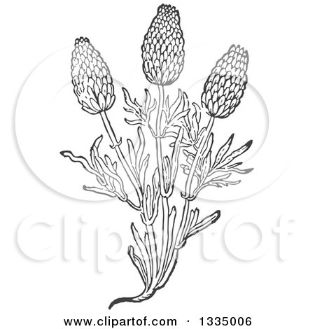 Clipart of a Black and White Woodcut Aromatic Herbal Lavender Plant - Royalty Free Vector Illustration by Picsburg