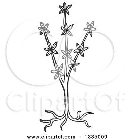 Clipart of a Black and White Woodcut Aromatic Herbal Sweet Woodruff Plant - Royalty Free Vector Illustration by Picsburg