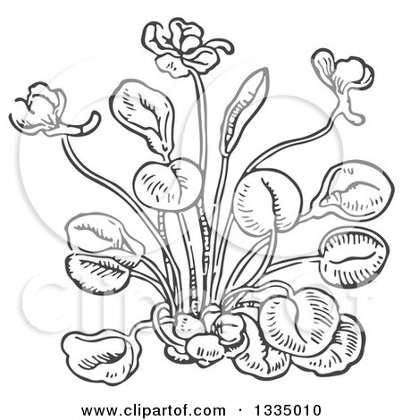 Clipart of a Black and White Woodcut Aromatic Herbal Sweet Violet Plant - Royalty Free Vector Illustration by Picsburg