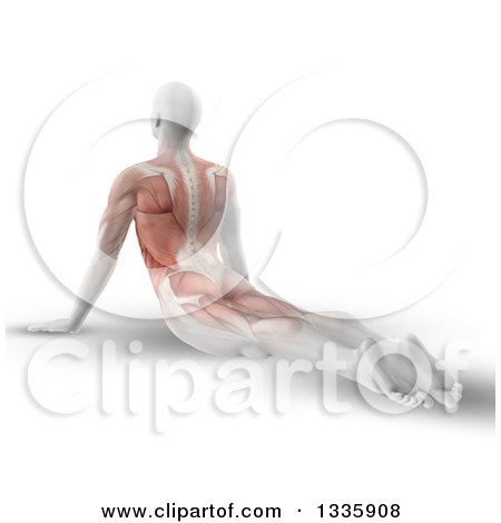 Clipart of a 3d Anatomical Man Stretching on the Floor in a Yoga Pose, with Visible Back Muscles, on White - Royalty Free Illustration by KJ Pargeter