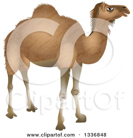 Clipart of a Light Brown Camel - Royalty Free Illustration by Prawny