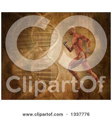 Clipart of a 3d Medical Anatomical Man with Visible Muscles, Running over a Vintage DNA Background - Royalty Free Illustration by KJ Pargeter