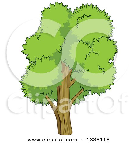 Clipart of a Cartoon Tree with a Lush, Green, Mature Canopy 4 - Royalty Free Vector Illustration by Vector Tradition SM