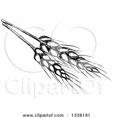Clipart of Black Sketched Wheat Stalks - Royalty Free Vector Illustration by Vector Tradition SM