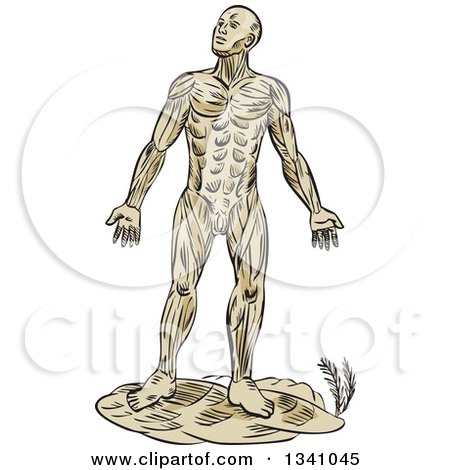 Clipart of a Retro Sketched or Engraved Anatomical Man of Muscle - Royalty Free Vector Illustration by patrimonio