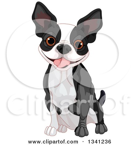Clipart of a Cute Boston Terrier or French Bulldog Sitting and Panting - Royalty Free Vector Illustration by Pushkin