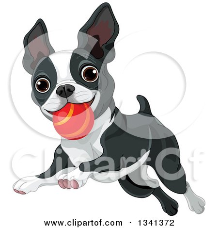 Clipart of a Cute Boston Terrier or French Bulldog Playing with a Ball - Royalty Free Vector Illustration by Pushkin