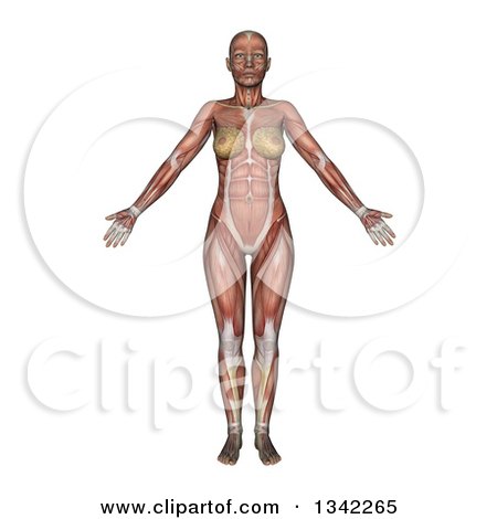 Clipart of a 3d Anatomical Woman with Visible Muscles, on White - Royalty Free Illustration by KJ Pargeter