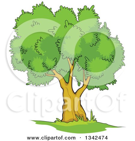 Clipart of a Cartoon Tree with a Lush, Green, Mature Canopy 5 - Royalty Free Vector Illustration by Vector Tradition SM