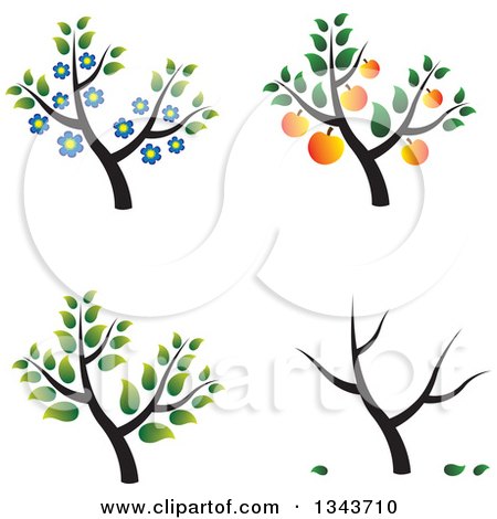 Clipart of Trees with Blossoms, Apricots and Leaves - Royalty Free Vector Illustration by ColorMagic