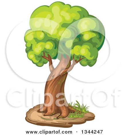 Clipart of a Mature Tree - Royalty Free Vector Illustration by merlinul