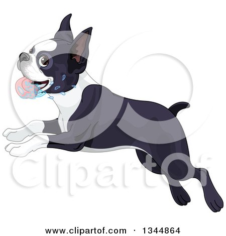 Clipart of a Cute Boston Terrier Dog Drooling and Running to the Left - Royalty Free Vector Illustration by Pushkin