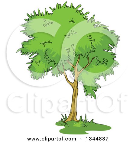 Clipart of a Cartoon Tree with a Lush, Green, Mature Canopy 6 - Royalty Free Vector Illustration by Vector Tradition SM