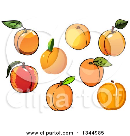 Clipart of Cartoon Apricots - Royalty Free Vector Illustration by Vector Tradition SM