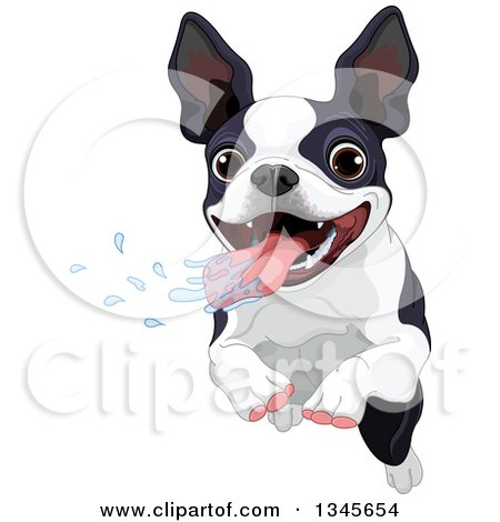 Clipart of a Cute Boston Terrier Dog Drooling and Running - Royalty Free Vector Illustration by Pushkin