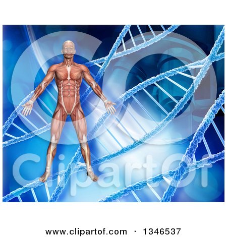 Clipart of a 3d Medical Anatomical Male with Visible Muscles over a Blue DNA and Microscope Background - Royalty Free Illustration by KJ Pargeter