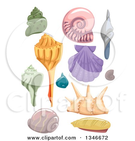 Clipart of Scallop, Nautilus and Conch Sea Shells - Royalty Free Vector Illustration by BNP Design Studio