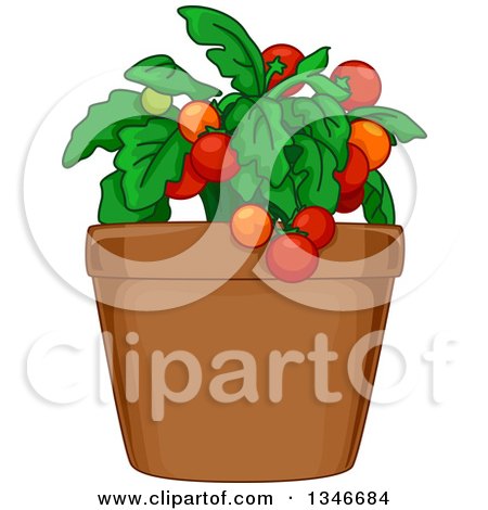 Clipart of a Tomato Plant in a Pot - Royalty Free Vector Illustration by BNP Design Studio