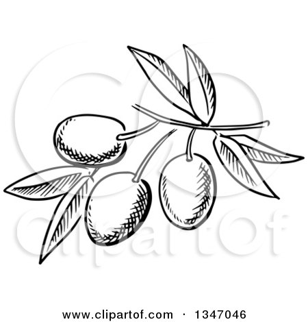 Clipart of a Black and White Sketched Branch of Olives and Leaves - Royalty Free Vector Illustration by Vector Tradition SM
