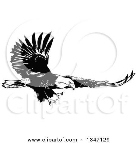 Clipart of a Black and White Flying Bald Eagle 3 - Royalty Free Vector Illustration by dero