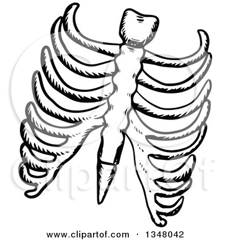 Clipart of Black and White Sketched Ribs - Royalty Free Vector Illustration by Vector Tradition SM
