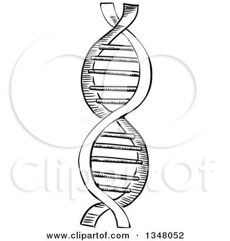 Clipart of a Black and White Sketched Dna Strand - Royalty Free Vector Illustration by Vector Tradition SM