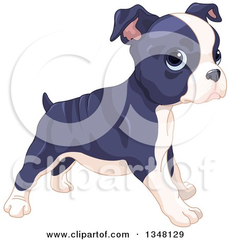 Clipart of a Cute Boston Terrier or French Bulldog Puppy Standing, Facing Right - Royalty Free Vector Illustration by Pushkin