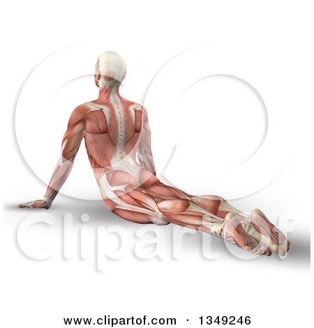 Clipart of a 3d Anatomical Man Stretching on the Floor in a Yoga Pose, with Visible Muscles, on Shaded White - Royalty Free Illustration by KJ Pargeter