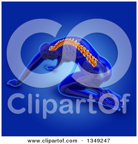 Clipart of a 3d Anatomical Man Stretching and Kneeling on the Floor, with Visible Skeleton and Glowing Spine, on Blue - Royalty Free Illustration by KJ Pargeter