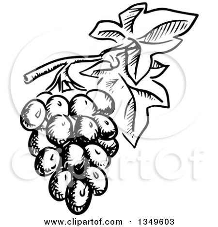 Clipart of Black and White Sketched Grapes - Royalty Free Vector Illustration by Vector Tradition SM