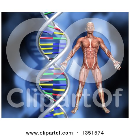 Clipart of a 3d Medical Anatomical Male with Visible Muscles over a Blue DNA Background - Royalty Free Illustration by KJ Pargeter