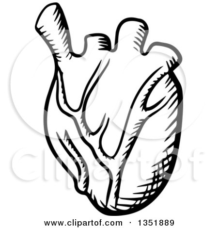Clipart of a Black and White Sketched Human Heart - Royalty Free Vector Illustration by Vector Tradition SM