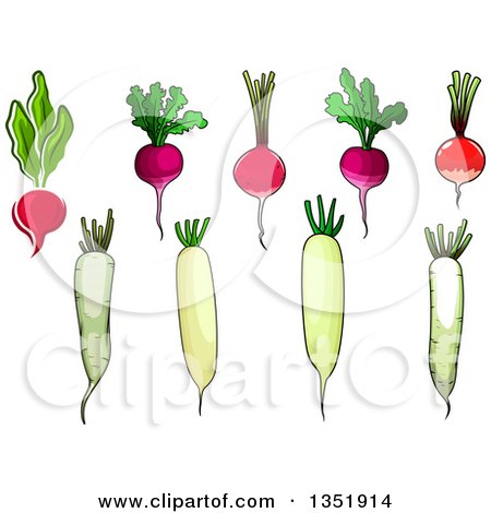 Clipart of Radishes, Beets and Daikons - Royalty Free Vector Illustration by Vector Tradition SM