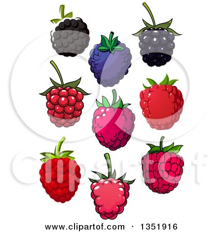 Clipart of Blackberries and Raspberries - Royalty Free Vector Illustration by Vector Tradition SM