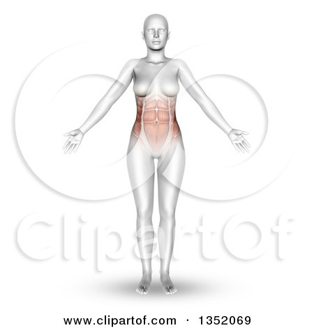 Clipart of a 3d Anatomical Woman Standing with Visible Abdominal and Torso Muscles, on White - Royalty Free Illustration by KJ Pargeter