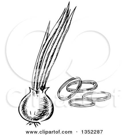 Clipart of a Black and White Sketched Onion and Slices - Royalty Free Vector Illustration by Vector Tradition SM
