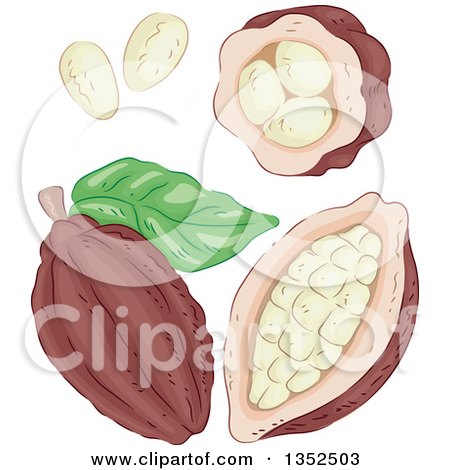 Clipart of Sketched Cocoa Beans - Royalty Free Vector Illustration by BNP Design Studio