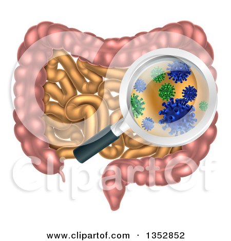 Clipart of a Magnifying Glass Zooming in on Gut Flora Bacteria or Viruses in the Human Digestive System - Royalty Free Vector Illustration by AtStockIllustration