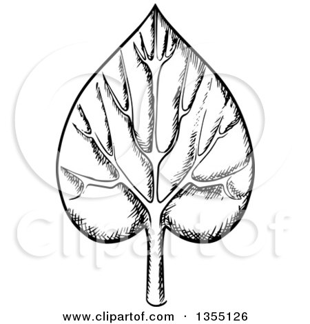 Clipart of a Black and White Sketched Veined Leaf - Royalty Free Vector Illustration by Vector Tradition SM