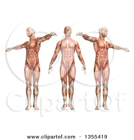 Clipart of a 3d Anatomical Man with Visible Muscles, Showing Trunk Rotation, on a White Background - Royalty Free Illustration by KJ Pargeter