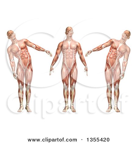 Clipart of a 3d Anatomical Man with Visible Muscles, Showing Trunk Lateral Bending, on a White Background - Royalty Free Illustration by KJ Pargeter